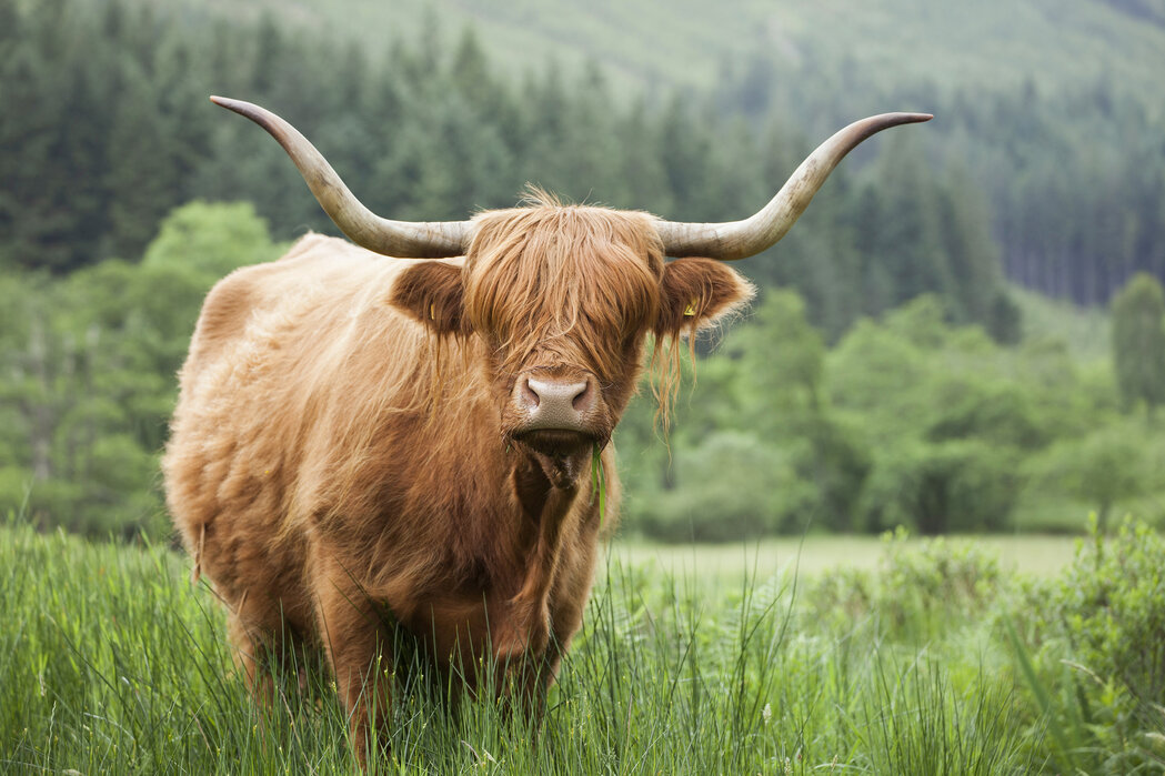 REMAINING BALANCE Highland Cow Pottery Workshop 9th August