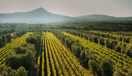 Treasures of Tuscany with Poggio al Tesoro Wine Dinner - Tuesday 24th Feburary 2026, 6.30pm