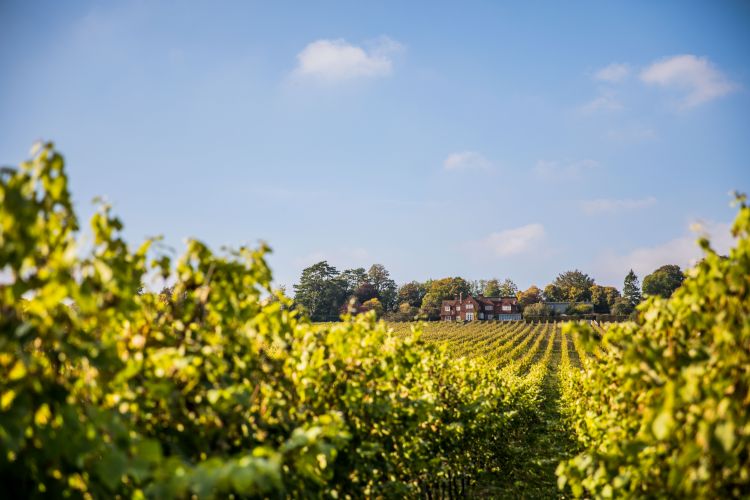 Queens Hotel x Hambledon Vineyard Dinner